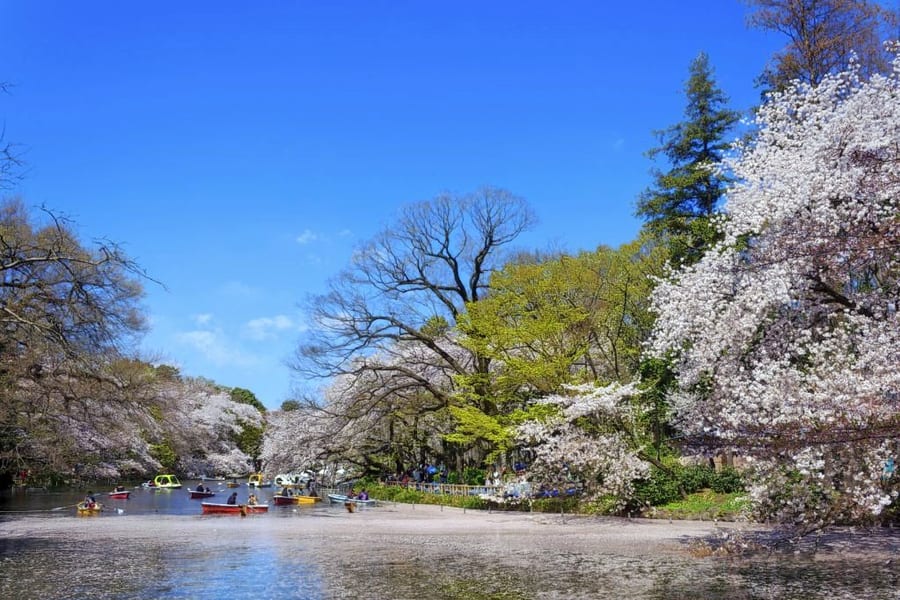Inokashira Park